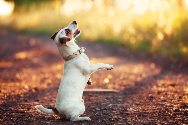 Lidando com Desafios: Abordagens Eficazes de Correção de Cães