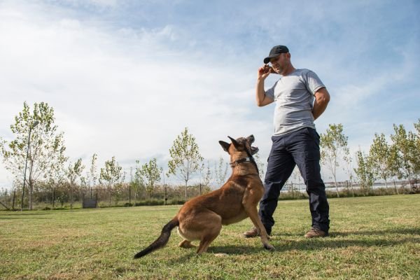 Correção Efetiva: Como Ensinar Seu Cão a Comportar-se Melhor