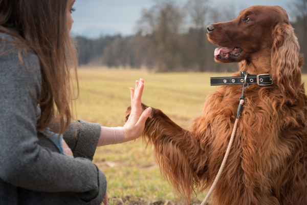 O Papel da Comunicação na Correção de Problemas Comportamentais Caninos