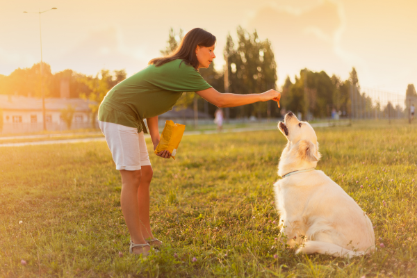 Corrigindo Agressividade e Ansiedade em Cães: Dicas Especiais