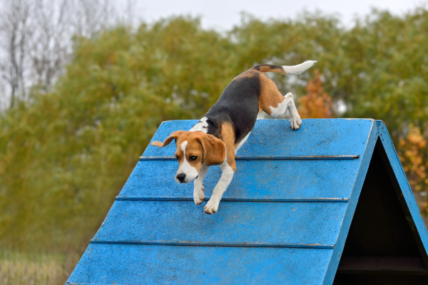 Treinamento com Amor: Como Corrigir Seu Cão sem Recorrer à Violência