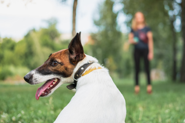 10 Dicas Infalíveis para Ensinar Comandos Básicos ao Seu Cão