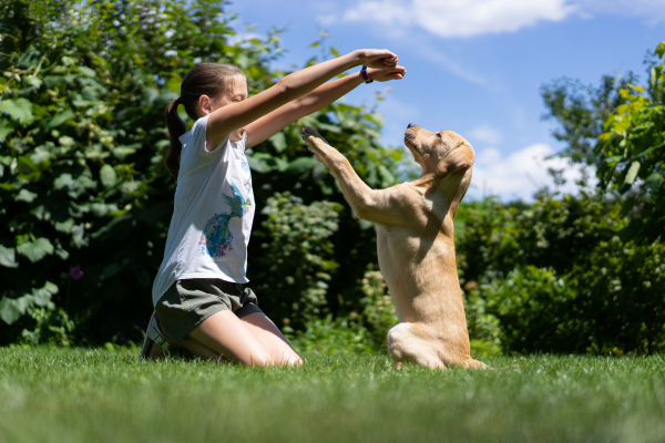 Treinando Filhotes: 5 Passos para um Crescimento Equilibrado