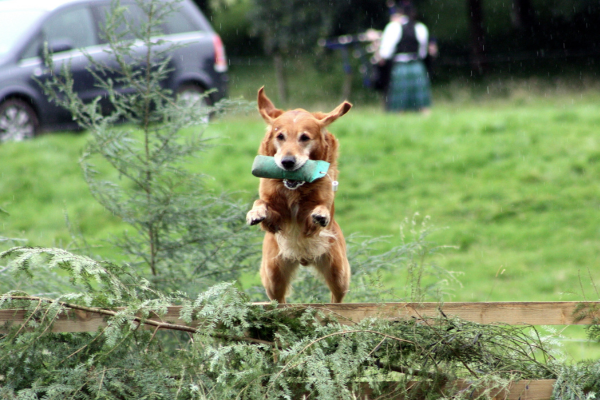 A Importância do Reforço Positivo no Treinamento Canino: Dicas Práticas