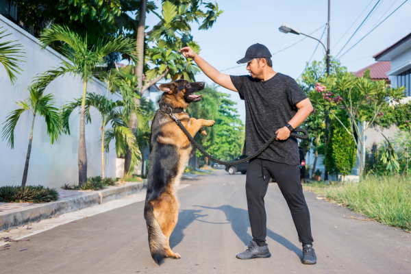 Treinamento de Cães: Como Superar Desafios e Obstáculos