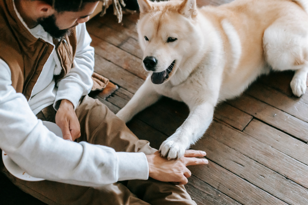 Ensinando Truques Divertidos: Dicas para Entreter e Estimular seu Cão