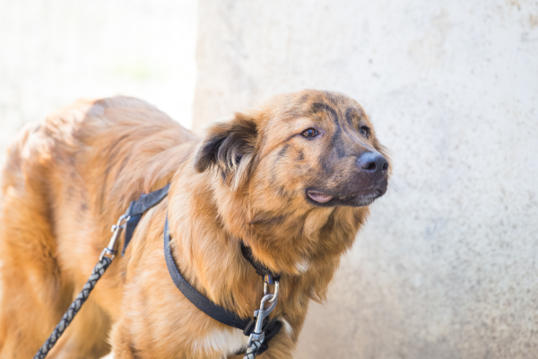 Dicas de Ouro para o Treinamento Bem-Sucedido de Cães de Resgate 