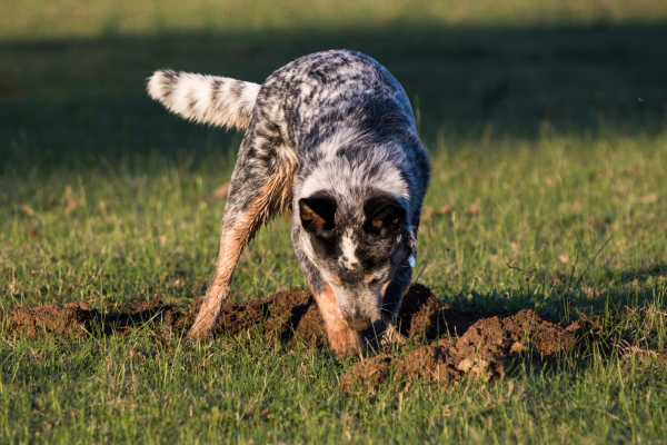 Corrigindo Latidos Excessivos: Técnicas para um Cão mais Silencioso