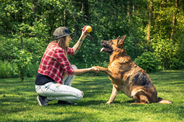 Erros a Evitar na Correção de Cães: Aprendendo com Experiências Comuns