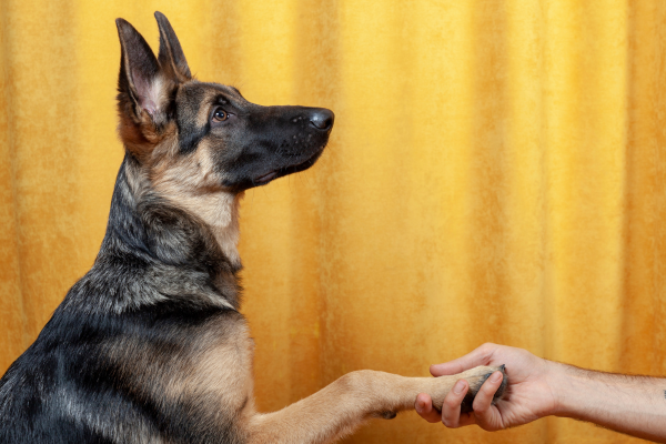 Treinamento Corretivo: Resolvendo Problemas de Comportamento em Cães