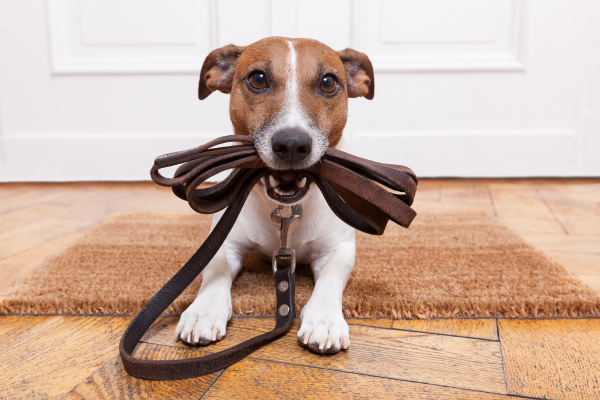 O Poder do Reforço Positivo na Correção de Cães