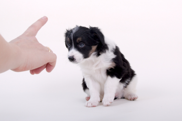 A Importância da Consistência na Correção do Comportamento Canino