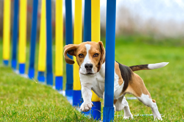 Erros Comuns de Correção no Treinamento de Cães e Como Evitá-los