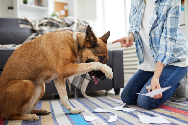 5 Exercícios Divertidos para Treinar seu Cão em Casa