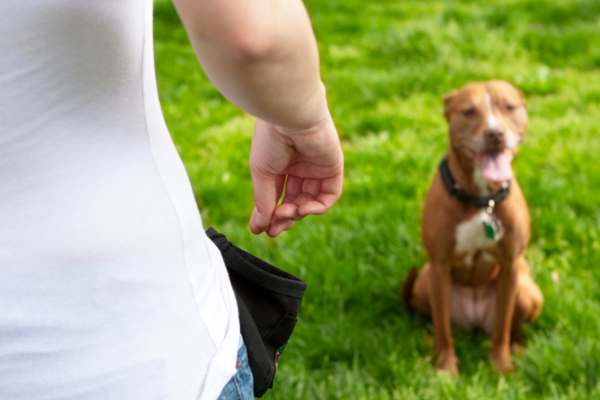 O Guia Completo de Exercícios para Cães de Raças Pequenas