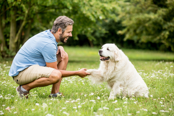 Treinamento de Cães: Como Incorporar Rotinas de Exercícios no Dia a Dia