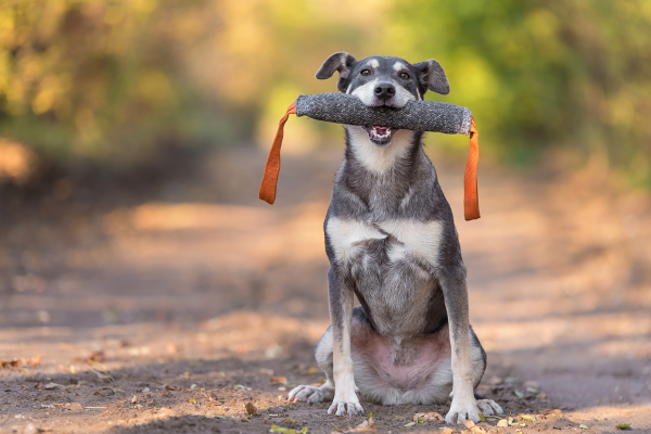 Brincadeiras Inteligentes: Exercícios Mentais para Estimular seu Cão