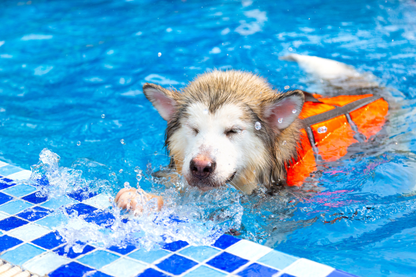 Exercícios Aquáticos: Diversão e Saúde para Cães Nadadores