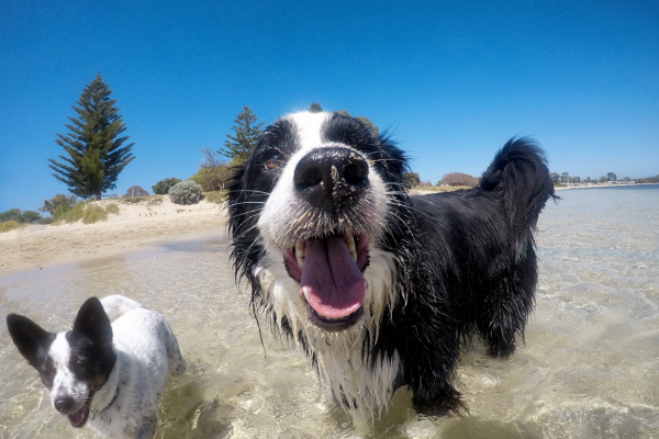 Treino ao Ar Livre: Exercícios para Cães Aventureiros e seus Tutores