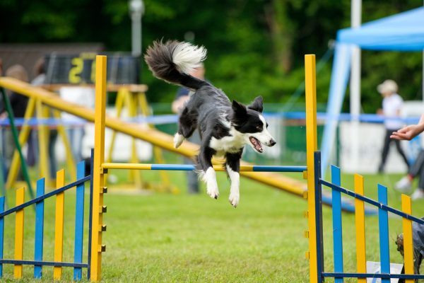 Exercícios para Cães Idosos: Mantendo a Vitalidade e Bem-Estar