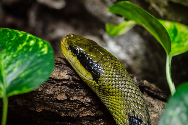 Sonhar com Cobra: Revelações e Significados Profundos