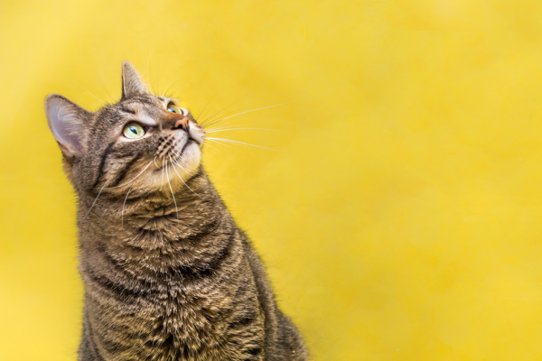 Sonhar com Gato: Desvendando os Mistérios dos Sonhos Felinos