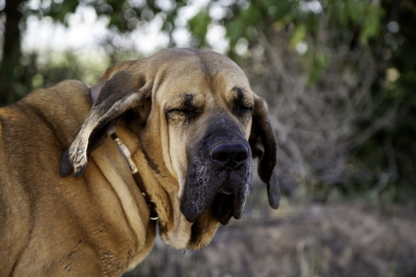 O Majestoso Cachorro Fila Brasileiro